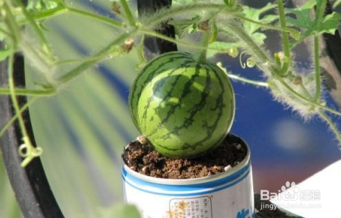 怎么在家种西瓜