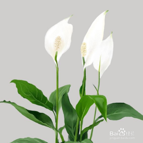 白掌的花开了多少年?