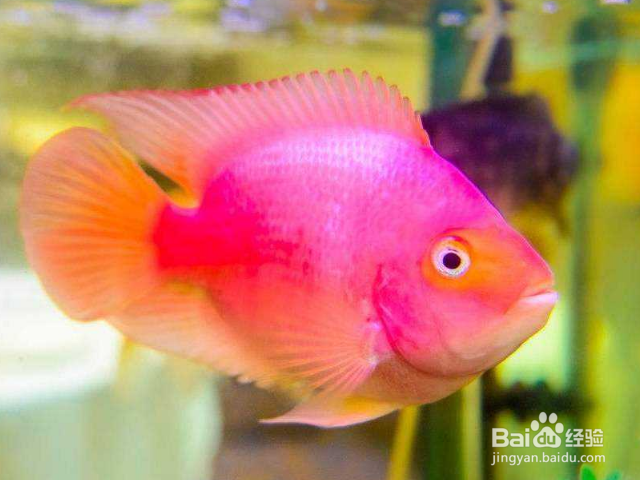 防止鹦鹉鱼打架的办法