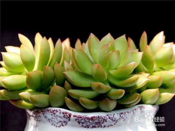 黄丽要如何养护