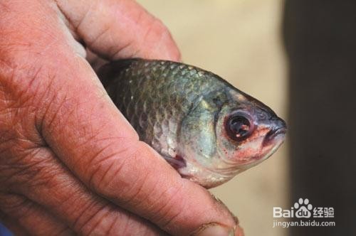 检查病鱼的程序有哪些