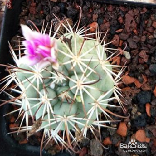 翠晃冠的培育方法和注意事项