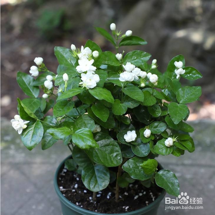 花农的养花口诀