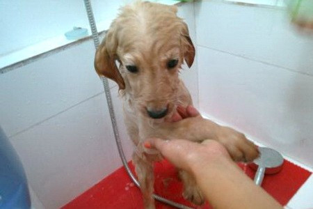 金毛可以用人的沐浴露吗