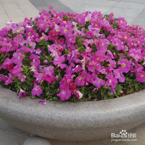 矮牵牛的叶子变黄了怎么办?