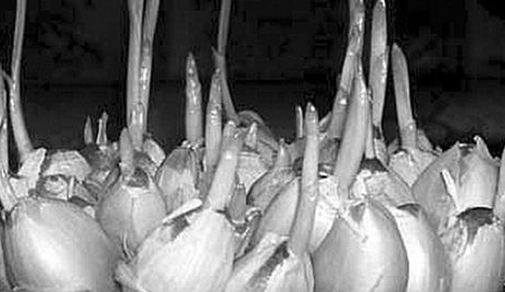 大蒜怎么储存才不会发芽