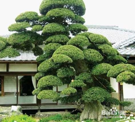 矮桩罗汉松如何造型