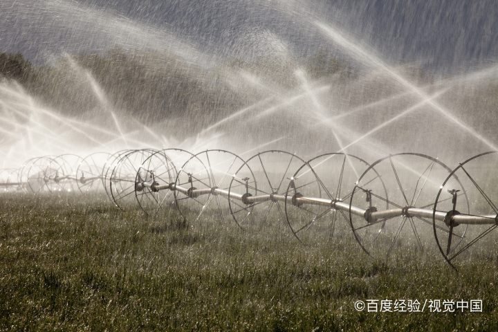 种豆子的方法及过程