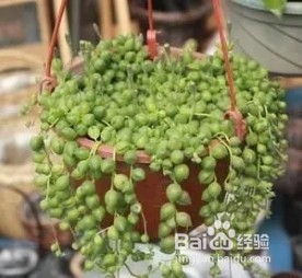 情人泪叶片总是萎缩,这几点,叶片轻松恢复饱满