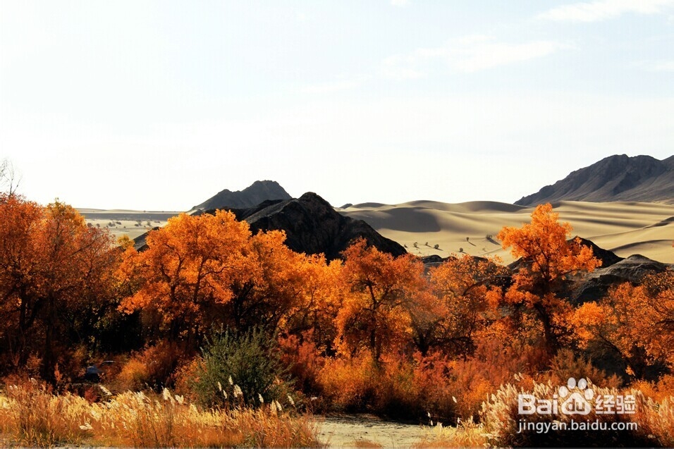 胡杨林旅游攻略：秋光如画 邂逅敦煌胡杨林