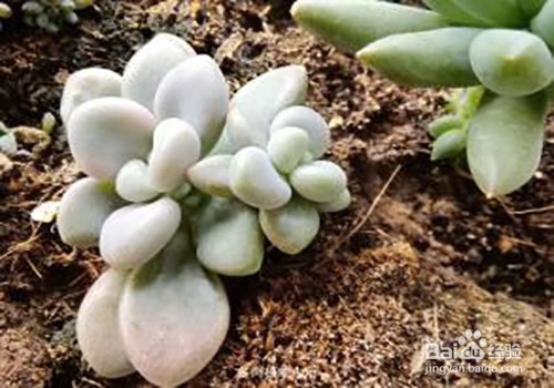 艾伦的养殖方法和注意事项