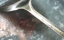 咸肉秀珍菇蛏子汤