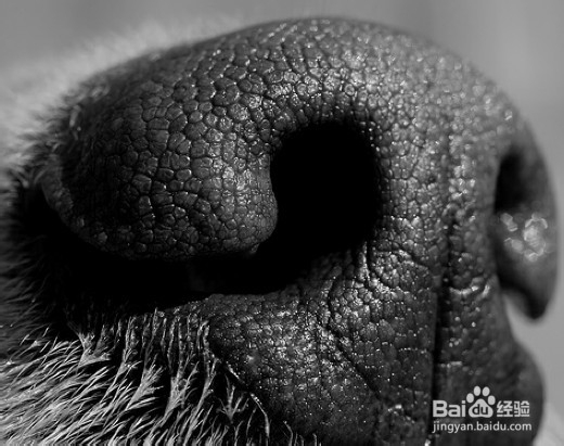 鱼缸有腥味怎么办