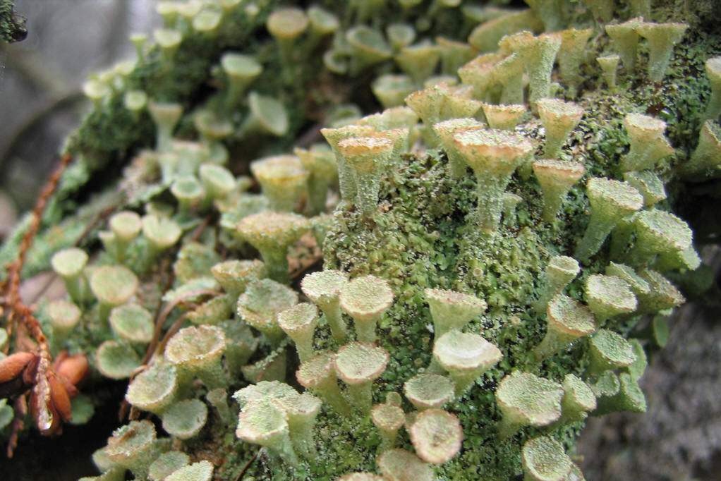 植物主要分为哪几类