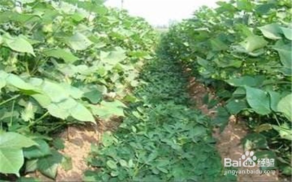 利用植物套种来防虫