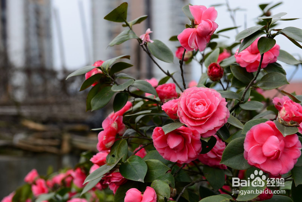茶花修剪时间和方法