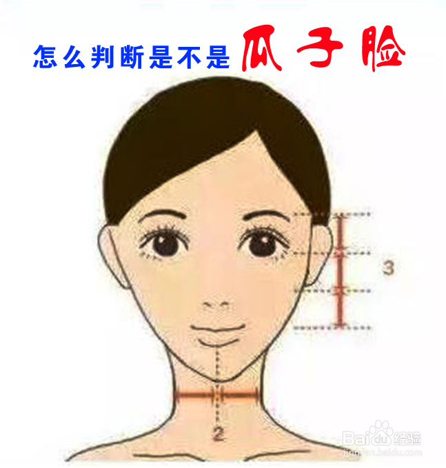 怎么判断是不是瓜子脸