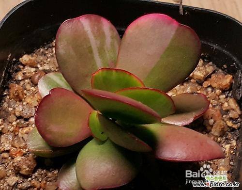 紫蝶多肉怎么养 百度经验