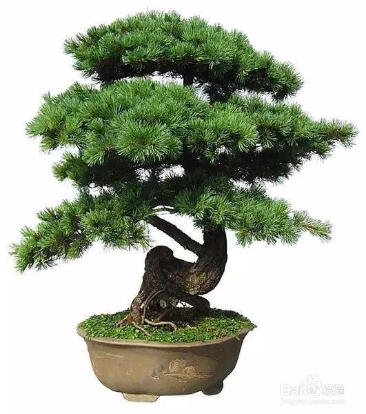 可以带来好运的植物 信不信先放了再说