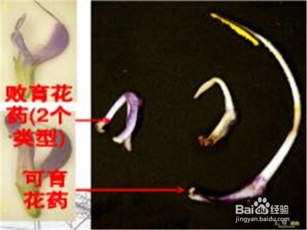 中药材种子选种育种的方法