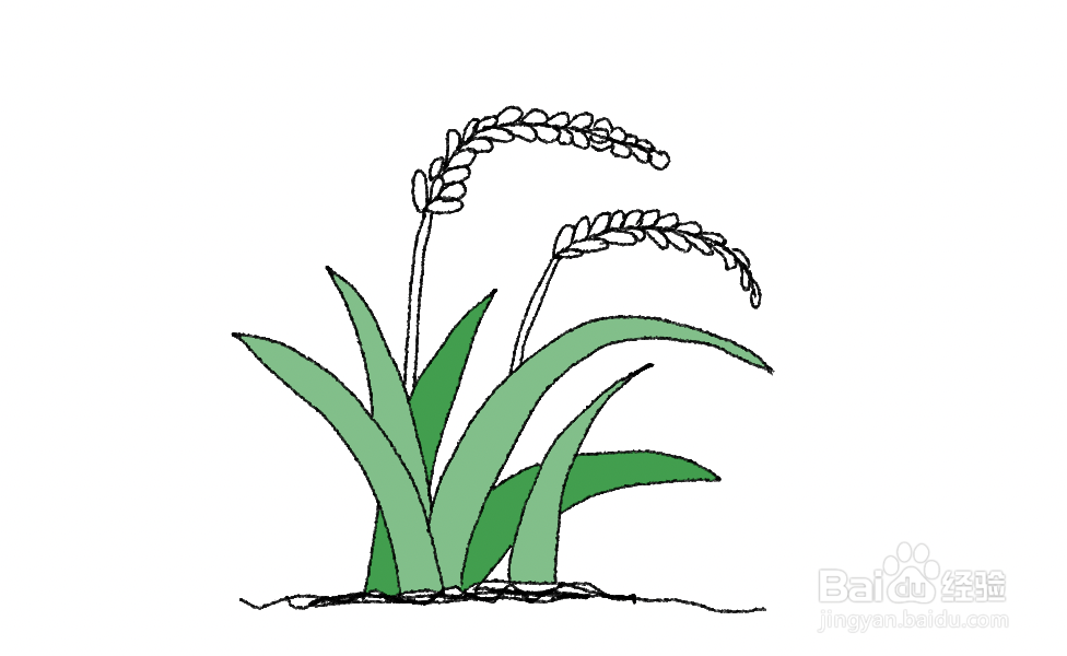 水稻的画法图片图片