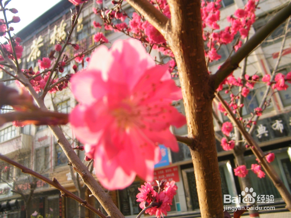 美丽的兰州：[2]春季花朵一景