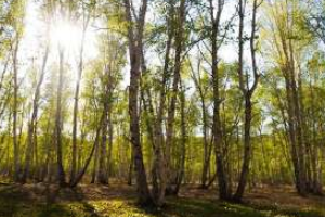 白桦林景区怎么游玩?