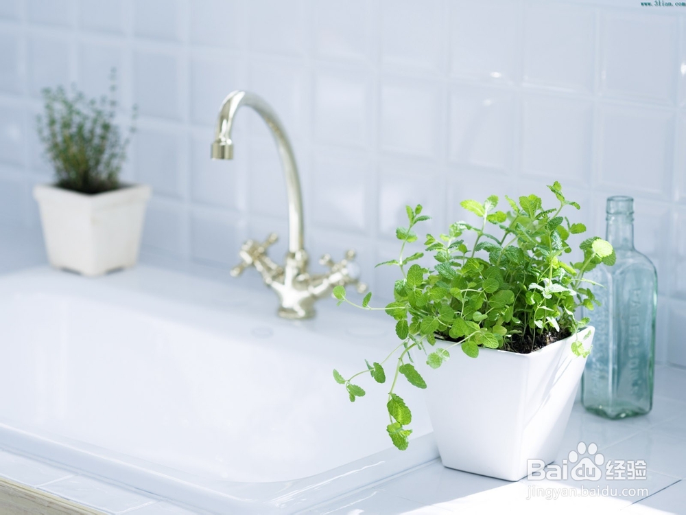 如何让盆栽长得更好？