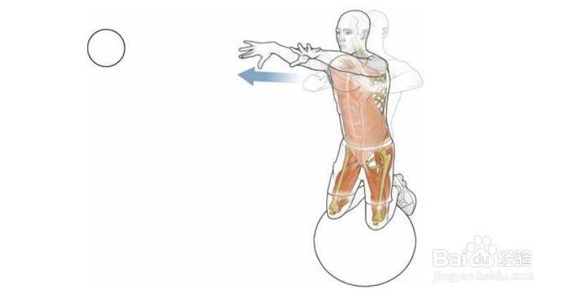 高尔夫球训练：[18]相关肌肉图解18