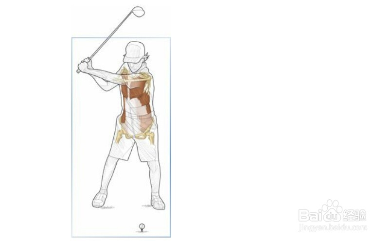 高尔夫球训练：[27]相应肌肉图解27
