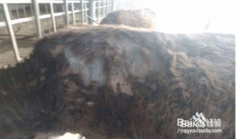 去牛虱子最简单的方法