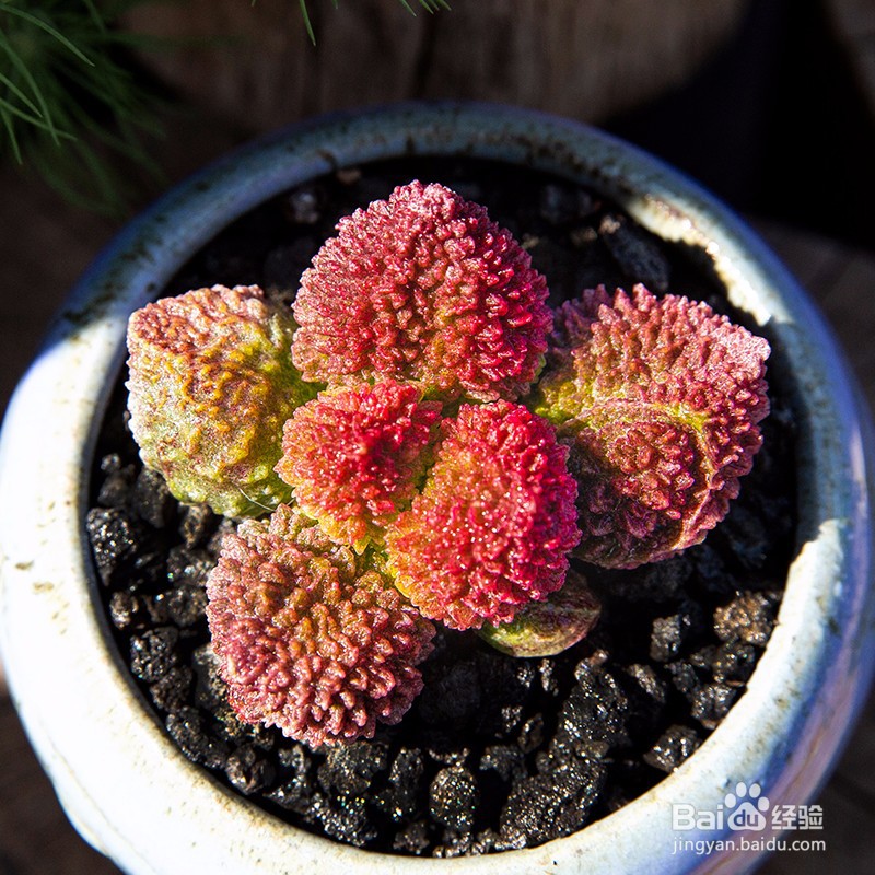 多肉植物施什么肥容易爆盆