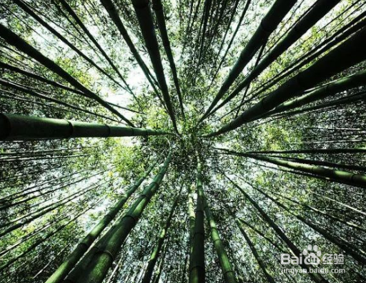 竹子怎么拍的简单又漂亮