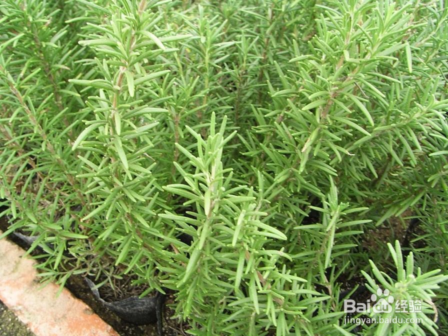 迷迭香怎么养才能更旺盛