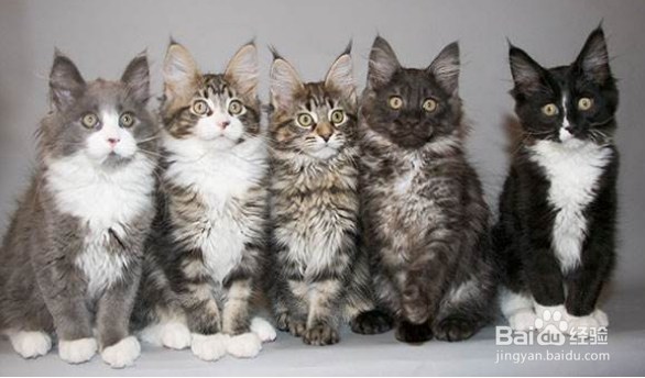 如何鉴定真假缅因猫