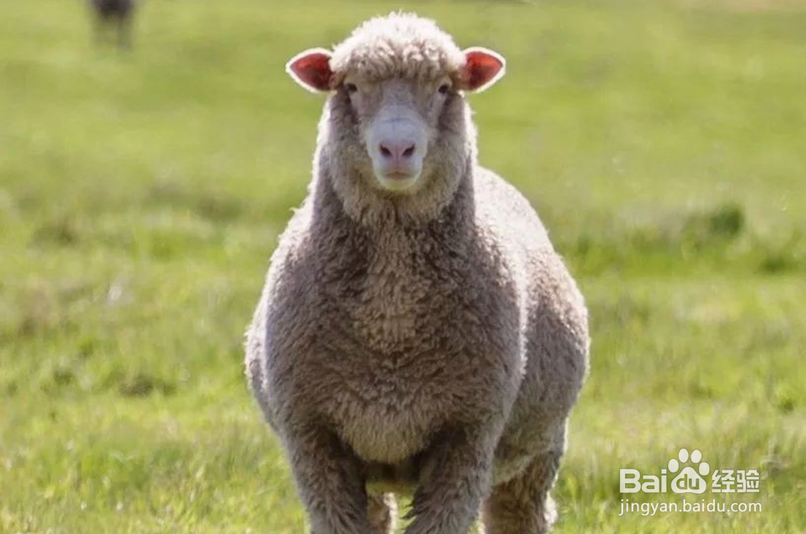 鉴别羊毛和涤纶的方法