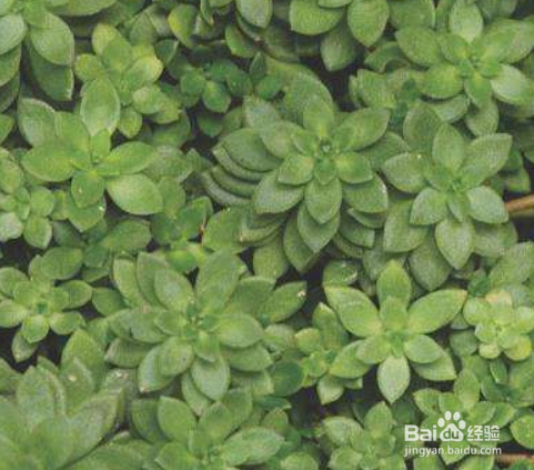 垂盆草有什么繁殖方法