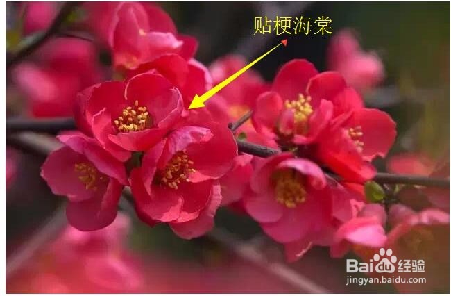 如何区分梅花、樱花、桃花、海棠