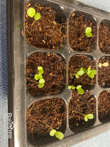 阳台种植苦菊(沙拉菜)--播种试验