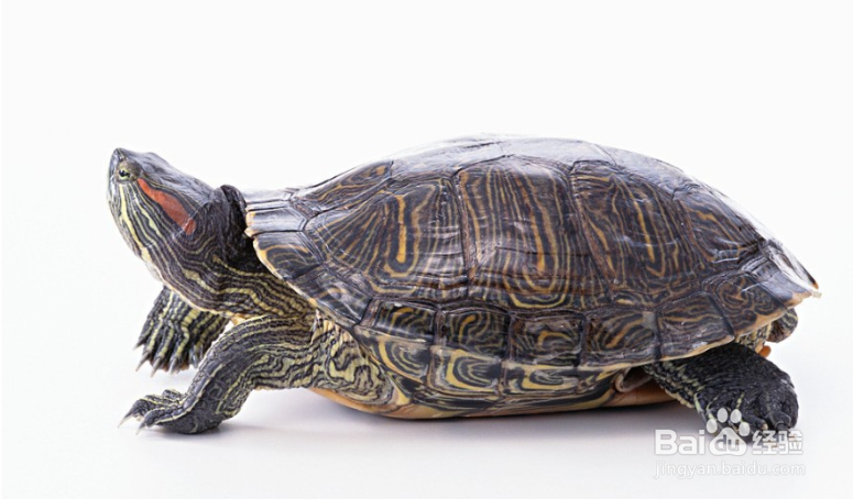 巴西红耳龟怎么养？