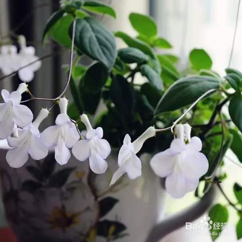 海豚花的养殖方法