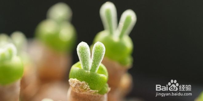 多肉植物招飞虫的解决办法