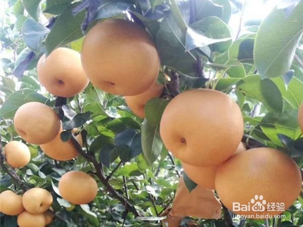 宝宝积食吃这些水果有效缓解