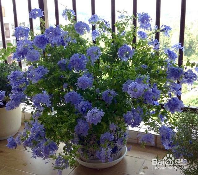 蓝雪花的养殖方法