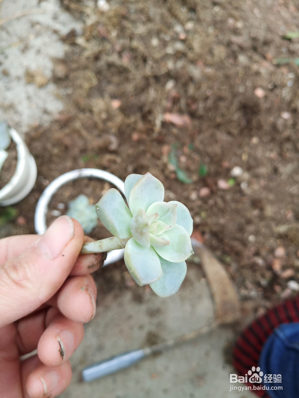 多肉植物烂根如何补救?