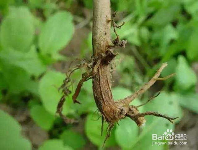 豆角重茬根腐病用什么药灌根好根小子预防根腐