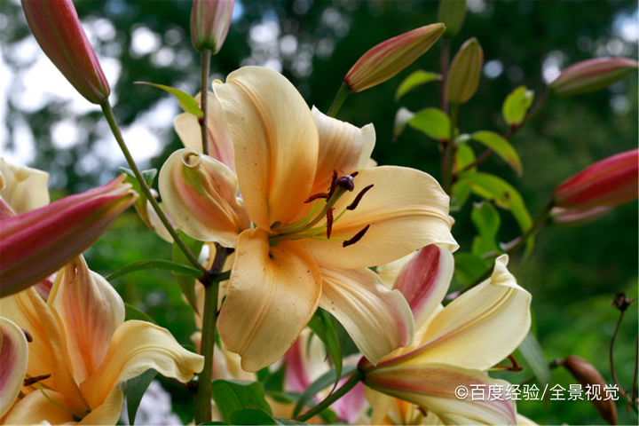 哺乳期能吃百合吗