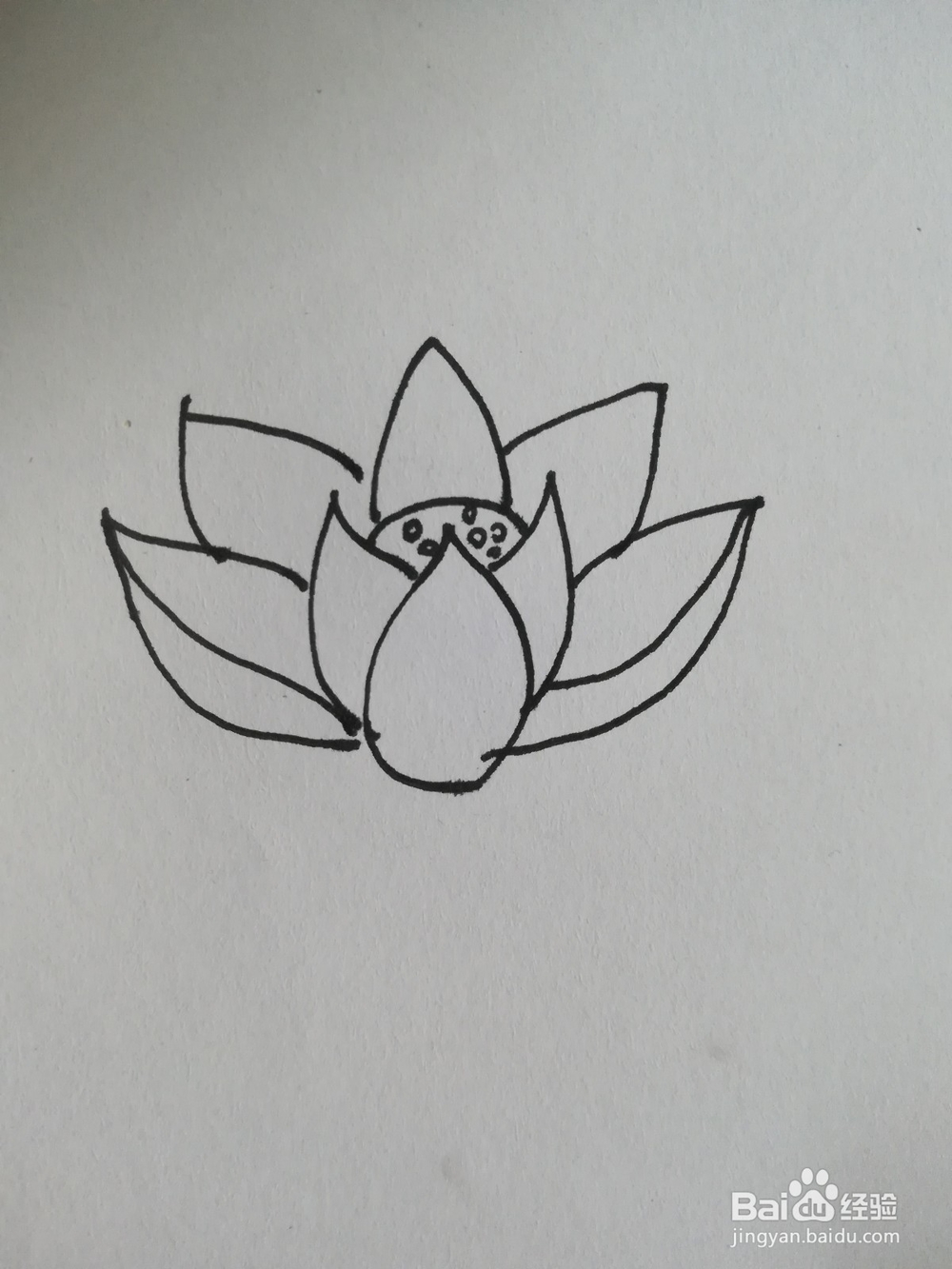 怎么画荷花的简笔画，荷花的简笔画