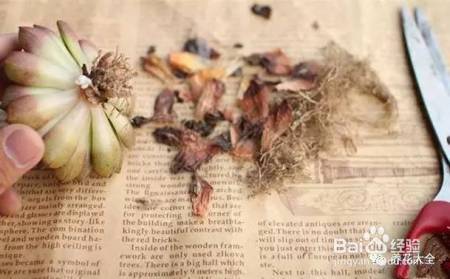 99%的花都死于这1点，看了保花不死！