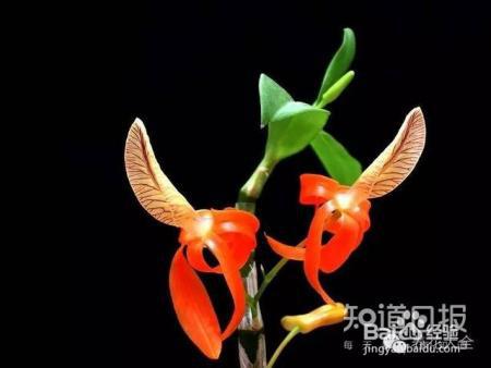 100种兰花品种图鉴，花开瞬间，艳冠群芳！
